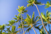 Hawaii, Tall Palm Trees Against Bright Blue Sky PosterPrint - Item # VARDPI1995058