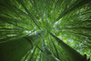 Hawaii, Maui, Bamboo Forest. PosterPrint - Item # VARDPI1976002