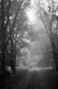 High angle view of a dog standing in the woods on a path Poster Print - Item # VARSAL25549945