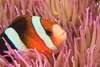 http://c328301.r1.cf1.rackcdn.com/PDDAS11SWS0458.jpg
