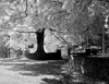 Maple trees in park Poster Print - Item # VARSAL255418943