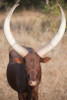 Ankole-Watusi cattle standing in a field  Queen Elizabeth National Park  Uganda Poster Print by Panoramic Images (16 x 24) - Item # PPI128586