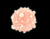 Microscopic view of pancreatic cancer cell Poster Print - Item # VARPSTSTK700802H