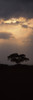 Silhouette of an Acacia tree, Serengeti National Park, Tanzania Poster Print - Item # VARPPI56711