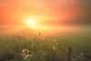 Fv0686, Darwin Wiggett; Pasture With Fenceline At Sunset, Alberta PosterPrint - Item # VARDPI2017525