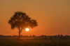 Backlit grass and silhouetted tree at sunset; Botswana PosterPrint - Item # VARDPI12306229