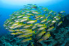 Schooling brownstripe snapper, Raja Ampat, West Papua, Indonesia Poster Print - Item # VARPSTSJN400533U