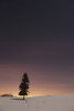 Stars In The Night Sky With A Lone Tree; Thunder Bay, Ontario, Canada PosterPrint - Item # VARDPI2086911