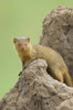 Side profile of a Dwarf mongoose  Tarangire National Park  Arusha Region  Tanzania (Helogale parvula) Poster Print by Panoramic Images (16 x 24) - Item # PPI95802