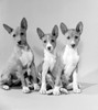 Studio shot of Basenji dogs Poster Print - Item # VARSAL255424880