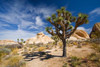 Joshua Tree Shadow Poster Print by Panoramic Images (18 x 12) - Item # PPI100000