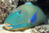 Close-Up Of Bicolor Parrotfish In Crevice On Ocean Floor, Mouth Open Slightly, (Cetoscarus Bicolor) PosterPrint - Item # VARDPI2003322