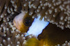 Anemonefish in an anemone, Australia Poster Print - Item # VARPSTTSW400125U