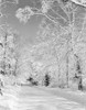 USA  Vermont  winter landscape with empty road Poster Print - Item # VARSAL255420623