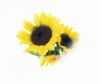 Close Up Of Sunflower Head Poster Print by Panoramic Images (16 x 14) - Item # PPI136224