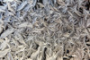 Frost Pattern On Window, Calgary, Alberta, Canada PosterPrint