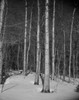 USA  New Hampshire  Shelbourne  winter forest Poster Print - Item # VARSAL255423211