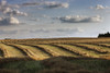 Clouds Over Canola Field On Farm, Central Alberta PosterPrint - Item # VARDPI2032617