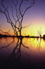 Silhouetted Trees In Lake Bennet At Sunset PosterPrint - Item # VARDPI1878393