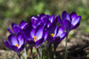 http://c328301.r1.cf1.rackcdn.com/DPI2429948LARGE.jpg