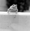 Toad sitting on wall Poster Print - Item # VARSAL255421885