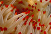 Hawaii, Starfish Close-Up, Detail Of Tentacles. PosterPrint - Item # VARDPI1991776