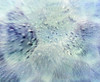 Close up of water droplets on pale blue glass Poster Print by Panoramic Images (24 x 20) - Item # PPI118015