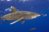 Hawaii, Big Island, Oceanic Whitetip Shark (Carcharhinus Longimanus) With Pilot Fish PosterPrint - Item # VARDPI1989878