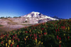 Paradise Park Valley, Mount Rainier National Park PosterPrint - Item # VARDPI1783769