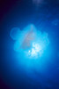 Australia, Jellyfish Illuminated By Sunburst A88J PosterPrint - Item # VARDPI1996889
