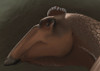Portrait of the head of a Edmontosaurus regalis dinosaur. Poster Print - Item # VARPSTMDE100023P