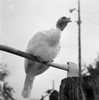 Close up of turkey perching on axe Poster Print - Item # VARSAL255423201
