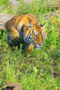 Bengal Tigress On The Prowl PosterPrint - Item # VARDPI1785283