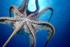Hawaii, Day Octopus In Midwater, Underside (Octopus Cyanea) With Sun Shining Through PosterPrint - Item # VARDPI2003244