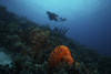 Scuba diver swimming underwater amongst sea sponges, Bonaire, Caribbean Netherlands Poster Print - Item # VARPSTTMO400005U