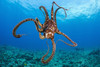 Hawaii, Day Octopus (Octopus Cyanea). PosterPrint - Item # VARDPI2326020