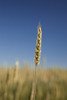 Close-Up Of Green Wheat Stalk, Alberta, Canada PosterPrint - Item # VARDPI1865988