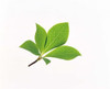 Close up of green leaves on light grey Poster Print by Panoramic Images (16 x 14) - Item # PPI118086