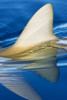 Hawaii, Gray Reef Shark (Carcharhinus Amblyrhynchos), Close-Up Of Fin Piercing Ocean Surface. PosterPrint - Item # VARDPI1976144