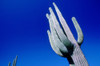 R.Watts; Saguaro Cactus At Catalina State Park, Az PosterPrint - Item # VARDPI2073386