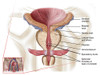 Anatomy of prostate gland Poster Print - Item # VARPSTSTK700219H