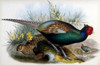 Japanese Pheasant  John Gould Poster Print - Item # VARSAL900139699