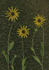 Three Yellow Flowers PosterPrint - Item # VARDPI1792892