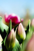 China Pink Tulips (Tulipa Cultivars), Close-Up Of Buds In Garden. PosterPrint - Item # VARDPI1976381
