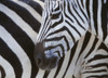 Zebras Face And Mid Body, Close Up PosterPrint - Item # VARDPI1886287