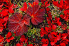 Bearberry And Cloudberry Plants In Fall Colour, Dempster Highway, Yukon PosterPrint - Item # VARDPI2048851