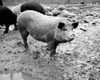 Pig standing in mud Poster Print - Item # VARSAL25525908