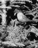 Side profile of a robin feeding its two young ones in a nest Poster Print - Item # VARSAL25523063