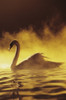 View of Single White African Swan in water PosterPrint - Item # VARDPI1978494