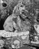 Side profile of a dog sitting on a Christmas presents Poster Print - Item # VARSAL25535697